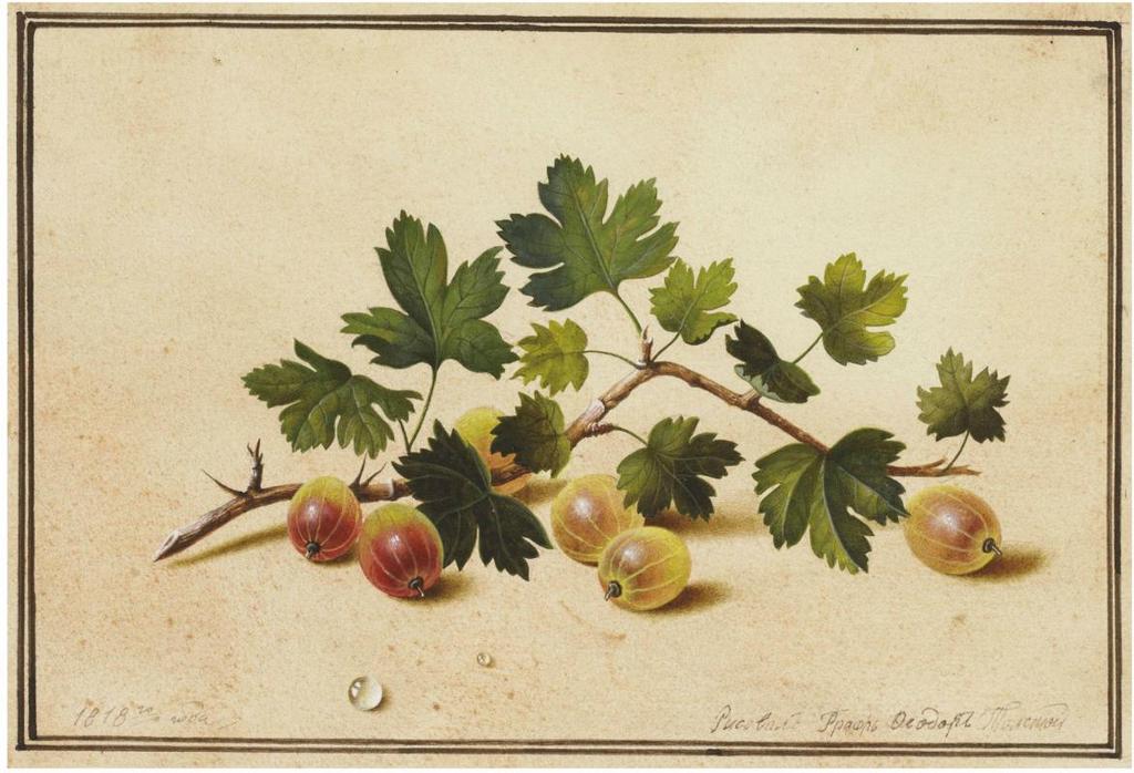 Gooseberries, vintage artwork by Fedor Tolstoy, 12x8" (A4) Poster