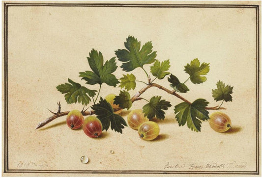 Gooseberries, vintage artwork by Fedor Tolstoy, 12x8" (A4) Poster