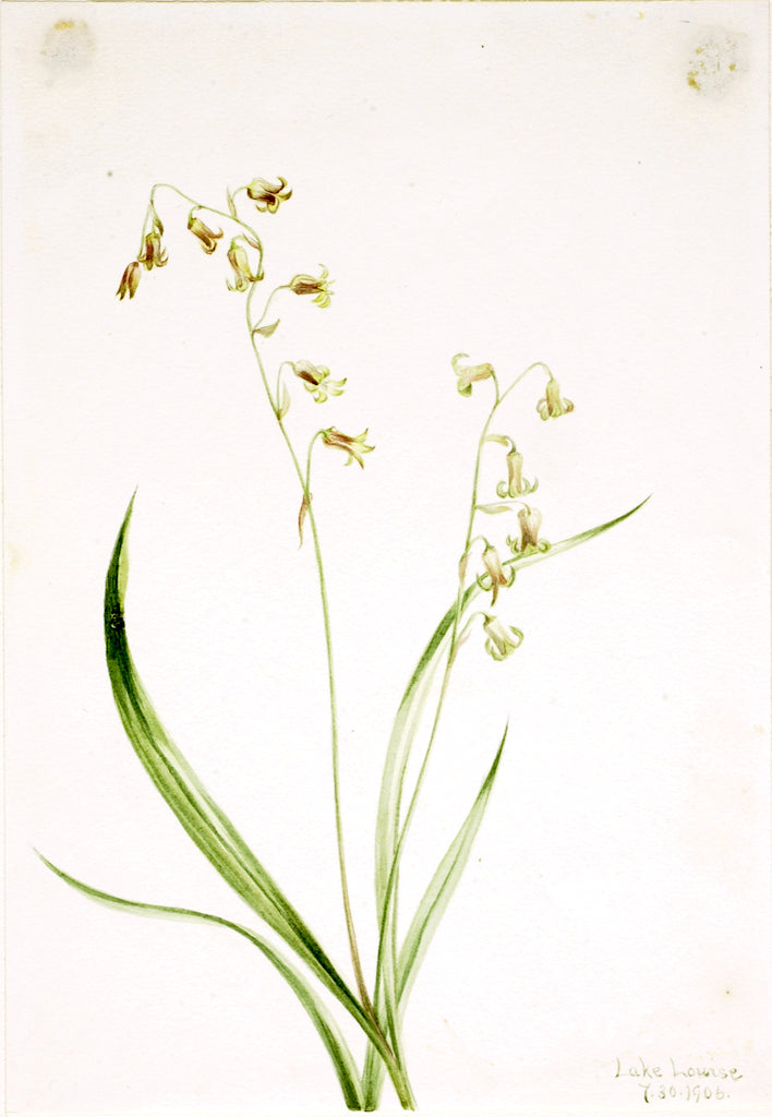 Bronzebells (Stenanthium occidentale) by Mary Vaux Walcott,A3(16x12")Poster