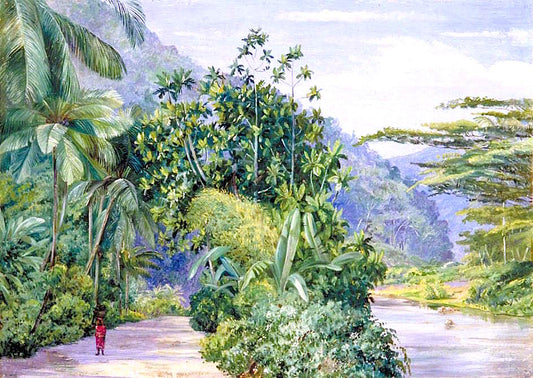 The Bog-Walk, Jamaica, with Bread Fruit, Banana, Cocoanut and Other Trees, vintage artwork by Marianne North, 12x8" (A4) Poster