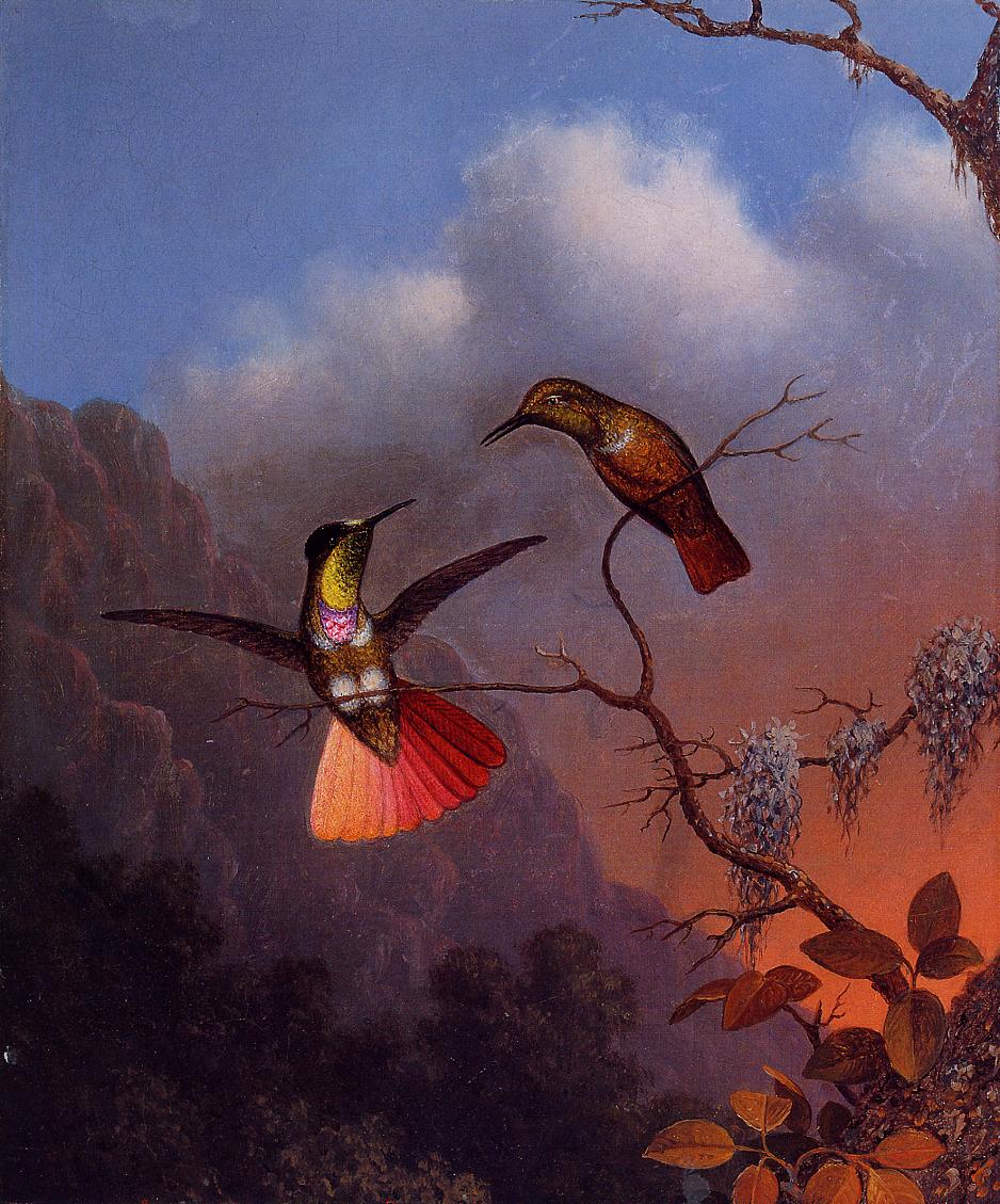 Hooded Visorbearer, vintage artwork by Martin Johnson Heade, A3 (16x12") Poster Print