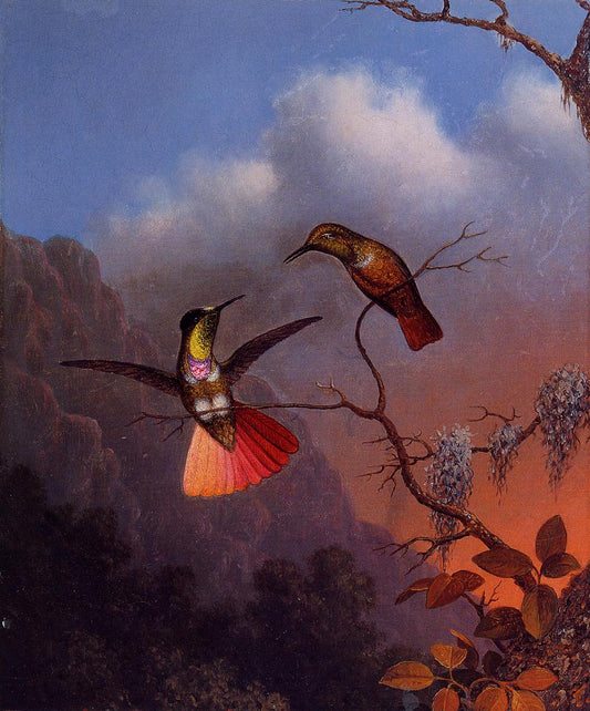 Hooded Visorbearer, vintage artwork by Martin Johnson Heade, A3 (16x12") Poster Print