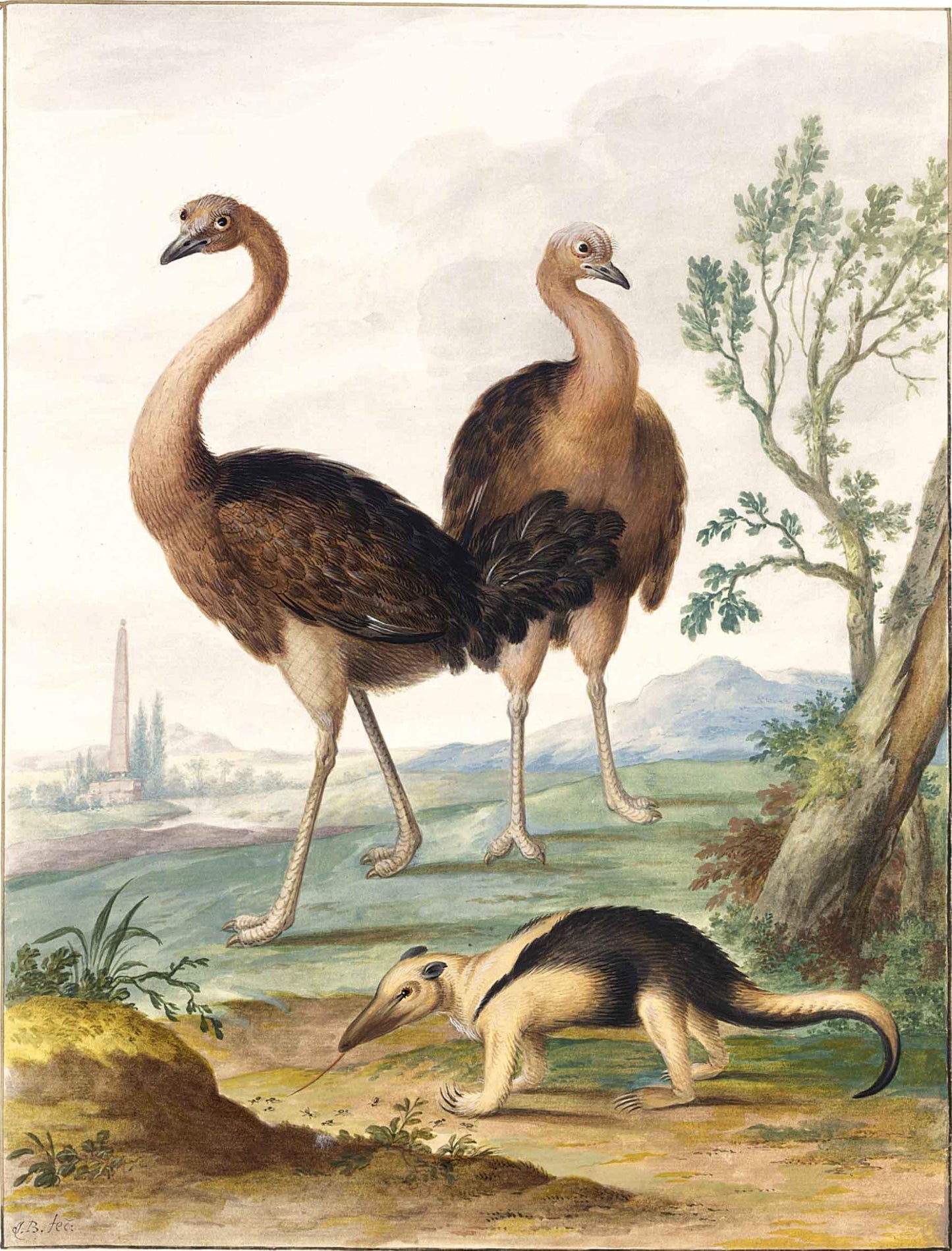 Two Ostriches and an Ant-Eater in a Landscape, vintage artwork by Johannes van Bronckhorst, 12x8" (A4) Poster