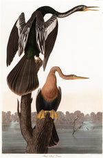 Black-bellied Darter, Plotus Anhinga, vintage artwork by John James Audubon, 12x8" (A4) Poster