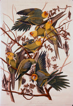 Carolina Parrot, vintage artwork by John James Audubon, 12x8" (A4) Poster