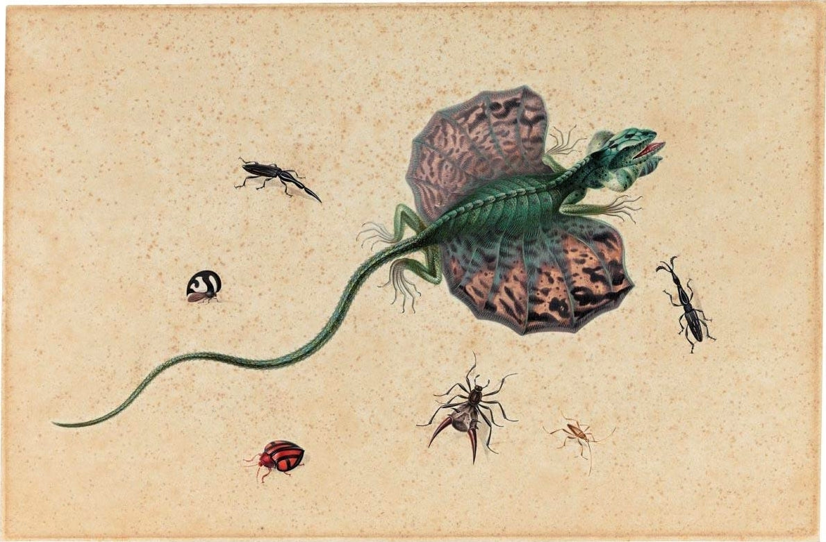A Flying Dragon and Various Insects, vintage artwork by Johannes van Bronckhorst, 12x8" (A4) Poster