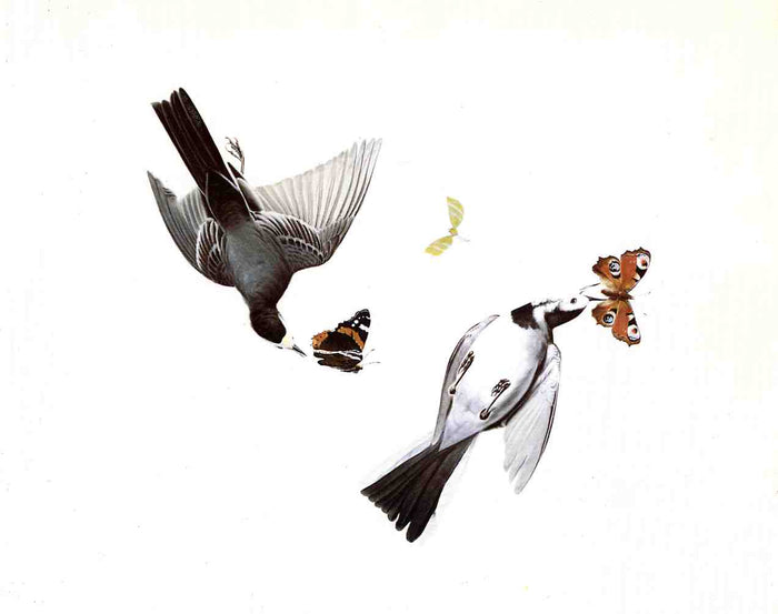 Wagtails, vintage artwork by John James Audubon, 12x8