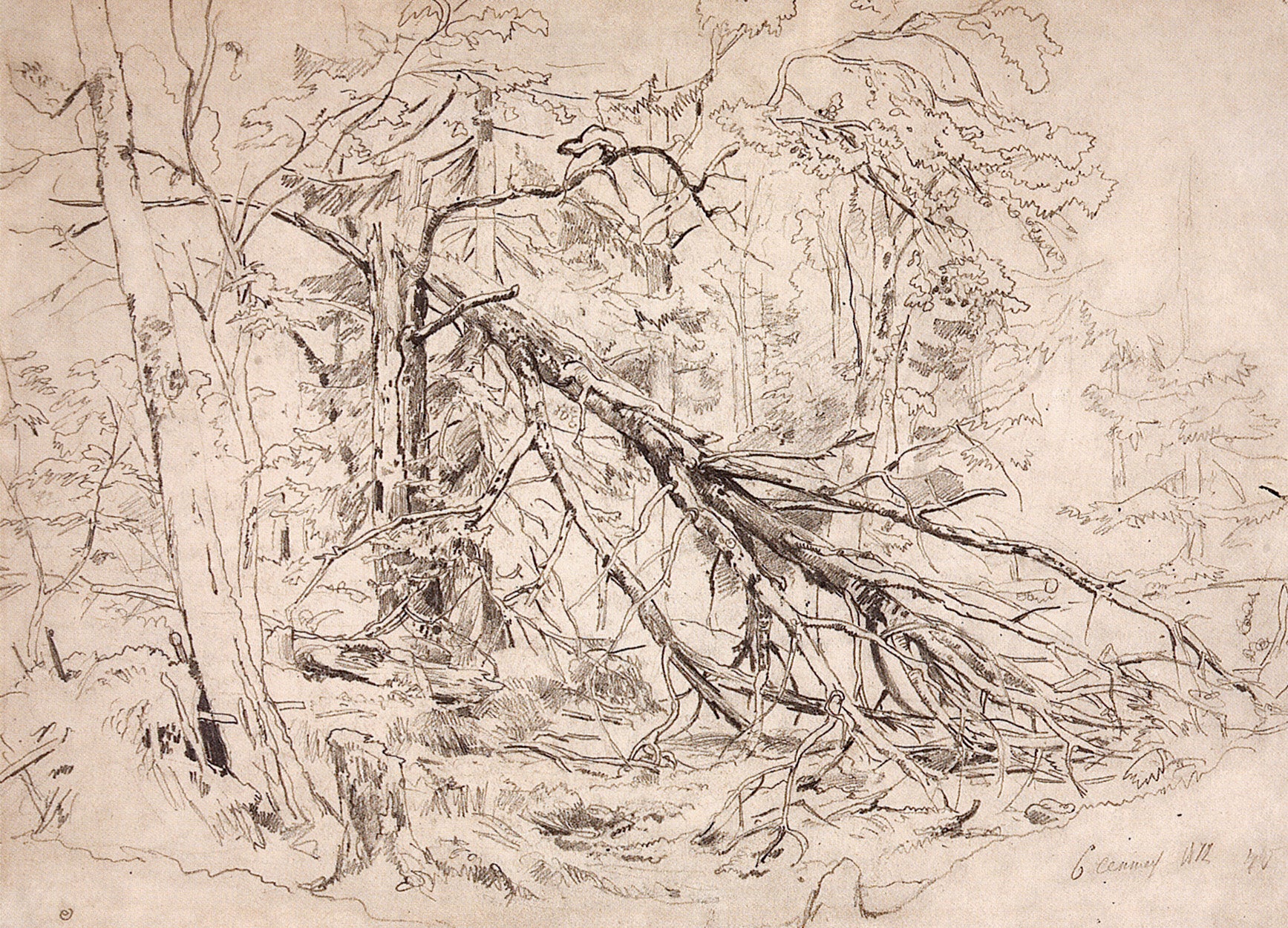 A Broken Birch Tree, vintage artwork by Ivan Ivanovich Shishkin, 12x8" (A4) Poster