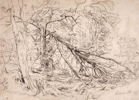 A Broken Birch Tree, vintage artwork by Ivan Ivanovich Shishkin, 12x8" (A4) Poster