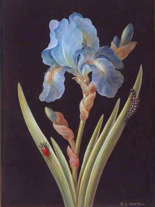 Blue Iris (germanica) caterpillar and red backed beetle, vintage artwork by Barbara Regina  Dietzsch, 12x8" (A4) Poster