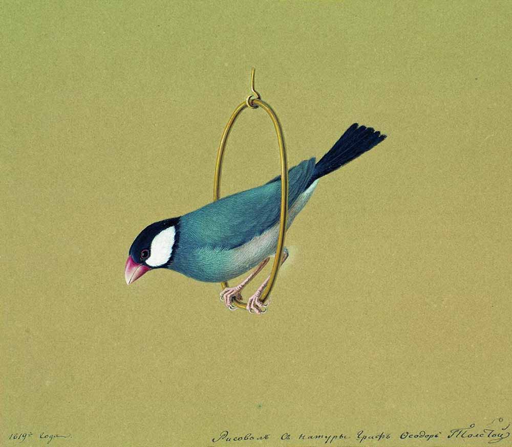 Bird on a Ring, vintage artwork by Fedor Tolstoy, 12x8" (A4) Poster