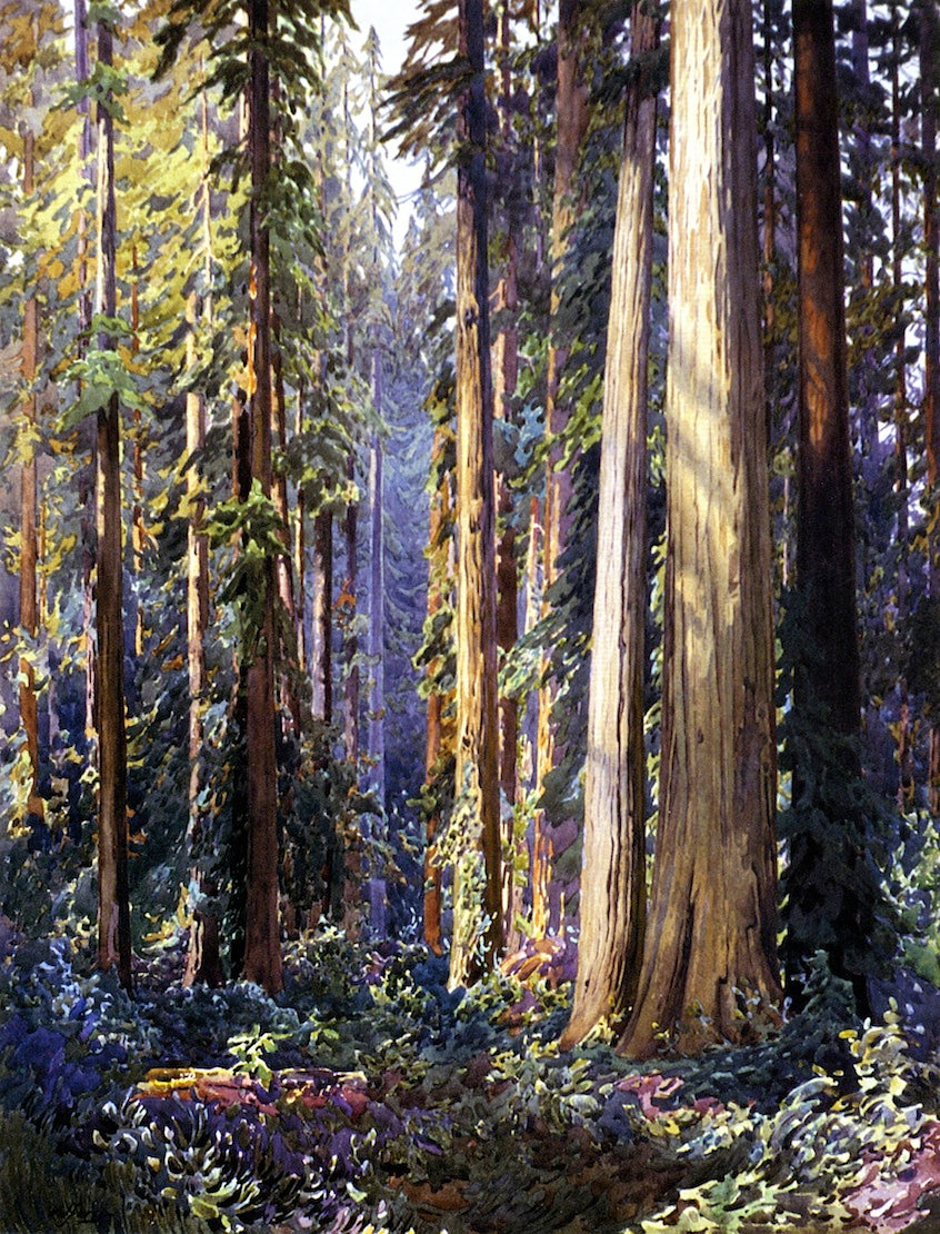 Redwoods, vintage artwork by Gunnar Widforss, 12x8" (A4) Poster