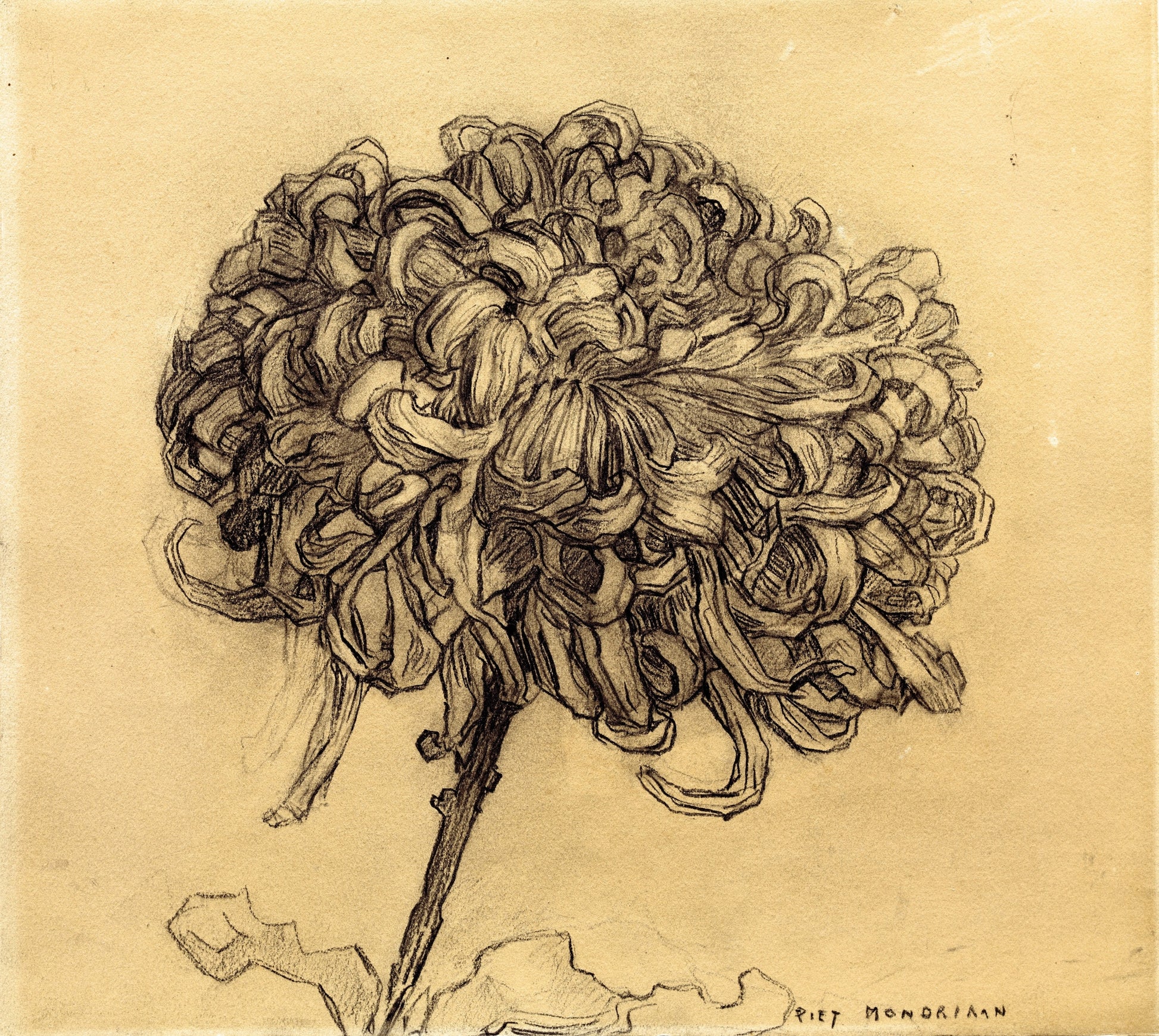 Chyrsanthemum, vintage artwork by Piet Mondriaan, 12x8" (A4) Poster