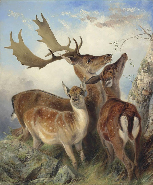 Fallow Deer, vintage artwork by Richard Ansdell, A3 (16x12") Poster Print