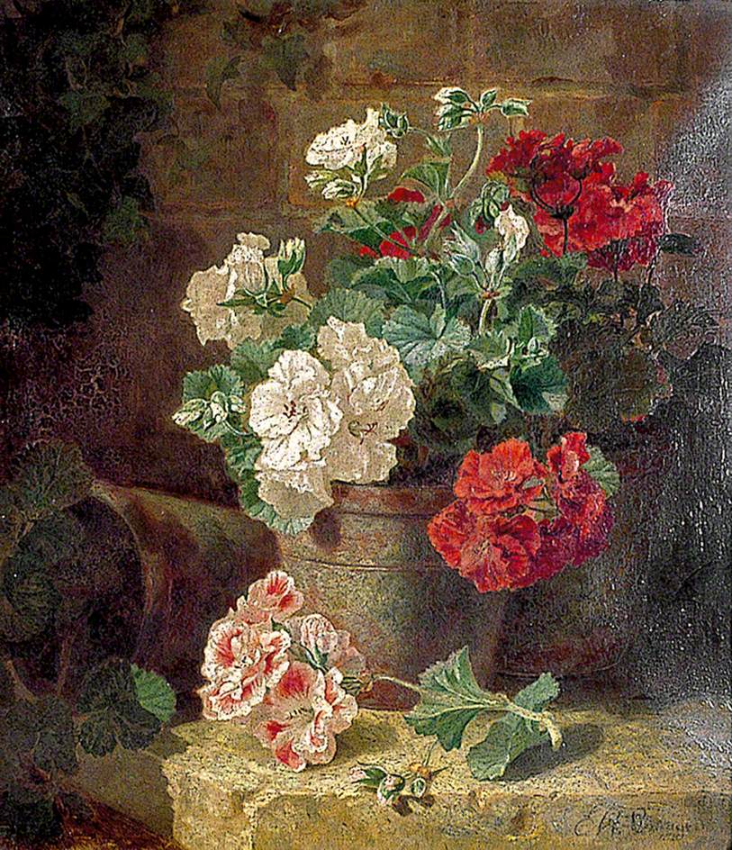 Still Life, Pelargoniums, vintage artwork by Eloise Harriet Stannard, 12x8" (A4) Poster
