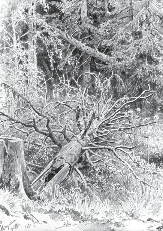 Fallen Tree in a Forest, vintage artwork by Ivan Ivanovich Shishkin, 12x8