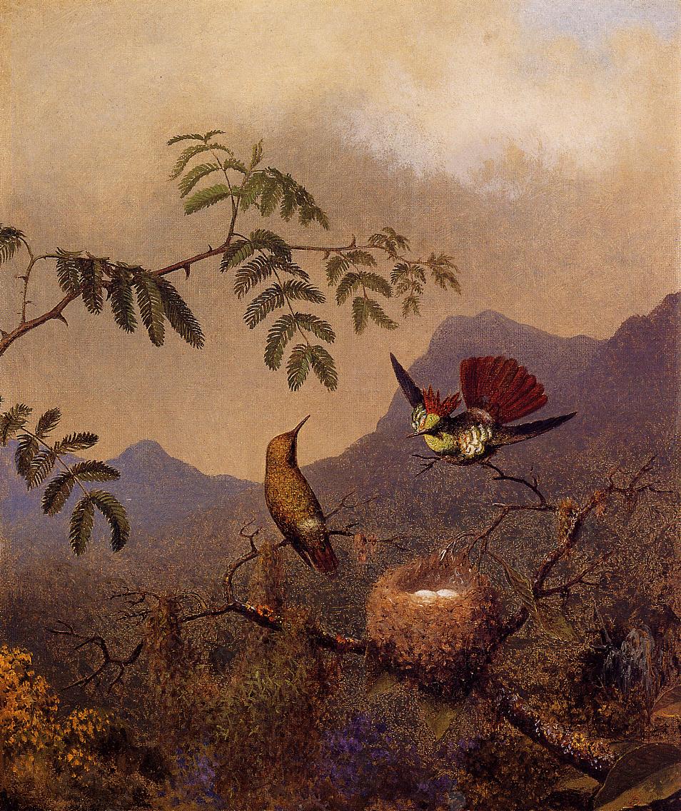 Frilled Coquette, vintage artwork by Martin Johnson Heade, A3 (16x12") Poster Print