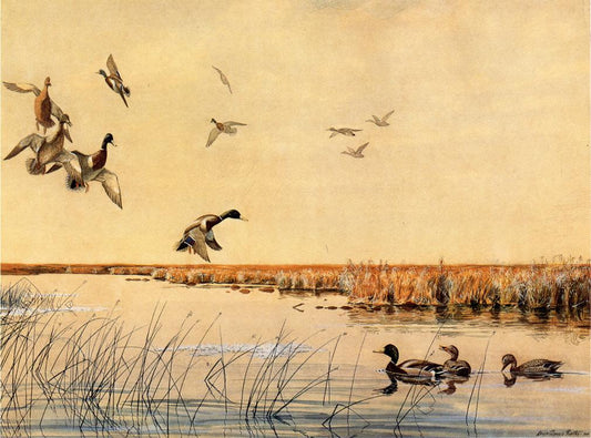 Coming In by Louis Agassiz Fuertes,16x12(A3) Poster