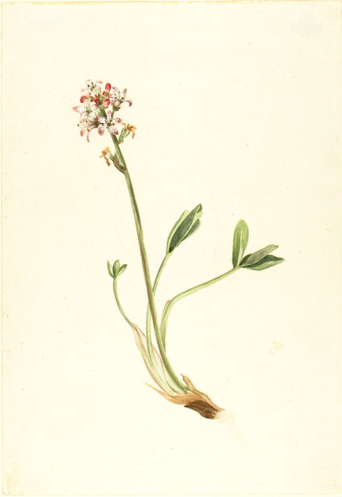 Buckbean (Menyanthes trifoliata) by Mary Vaux Walcott,A3(16x12")Poster
