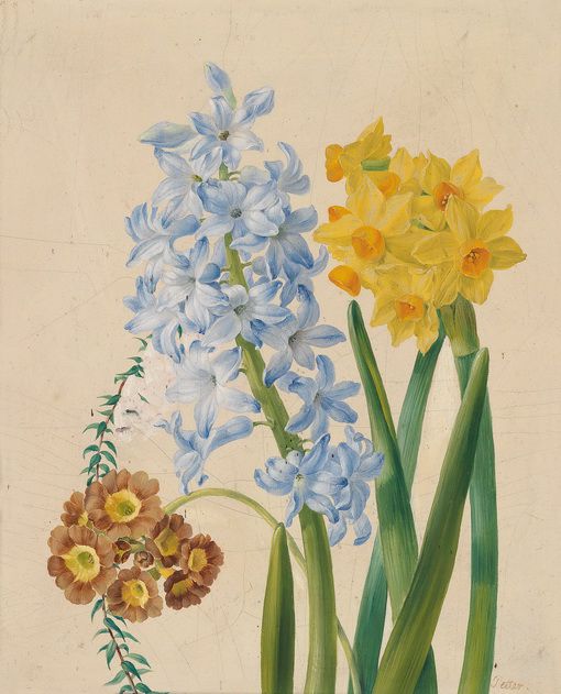Daffodils, hyacinths and cowslip, vintage artwork by Franz Xavier Petter, A3 (16x12") Poster Print