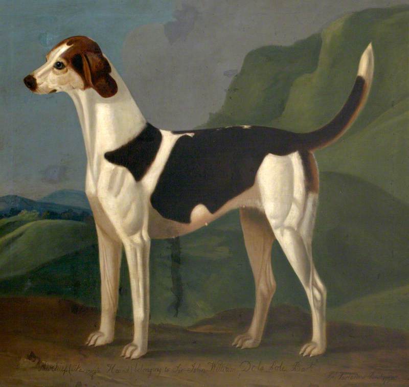 Mischief (a Favourite Hound) Belonging to Sir John William De la Pole, vintage artwork by Francis Sartorius, 12x8" (A4) Poster