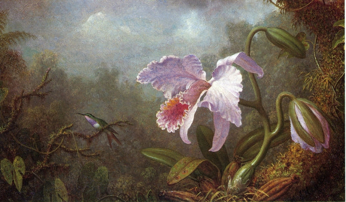 Hummingbird and Orchid, vintage artwork by Martin Johnson Heade, A3 (16x12