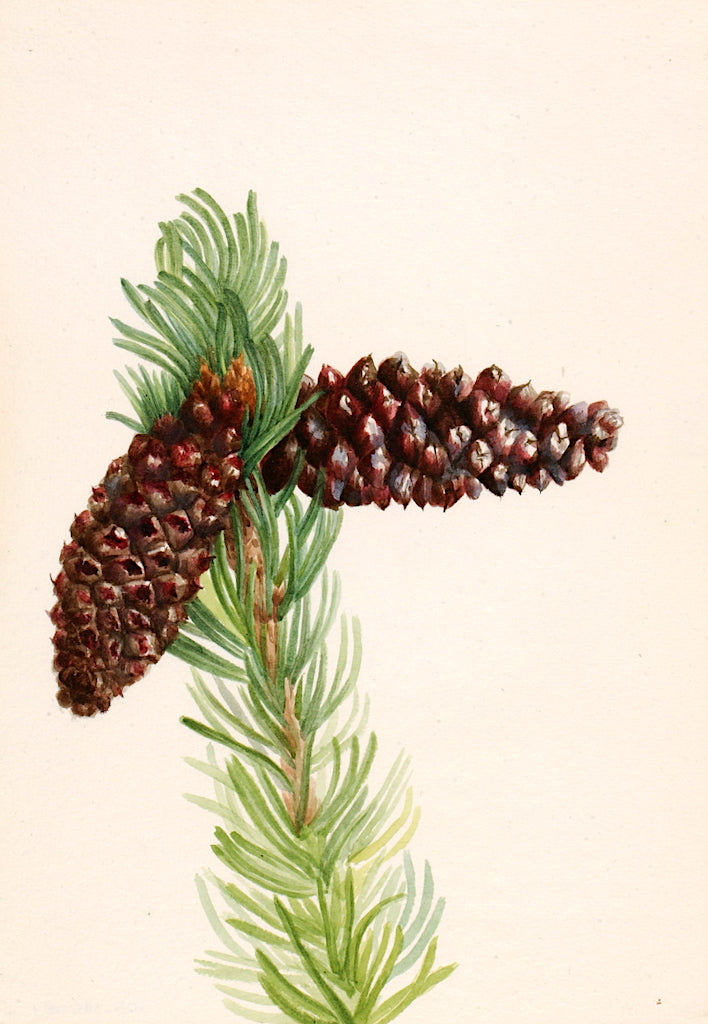 Bristle-Cone Pine (Pinus aristata) by Mary Vaux Walcott,A3(16x12")Poster