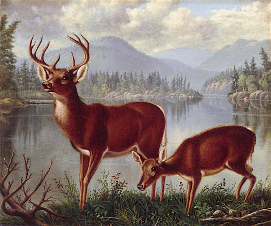 Deer and Doe by Levi Wells Prentice,A3(16x12")Poster