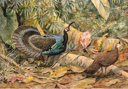The Palawan Peacock Pheasant, vintage artwork by Louis Agassiz Fuertes, 12x8" (A4) Poster