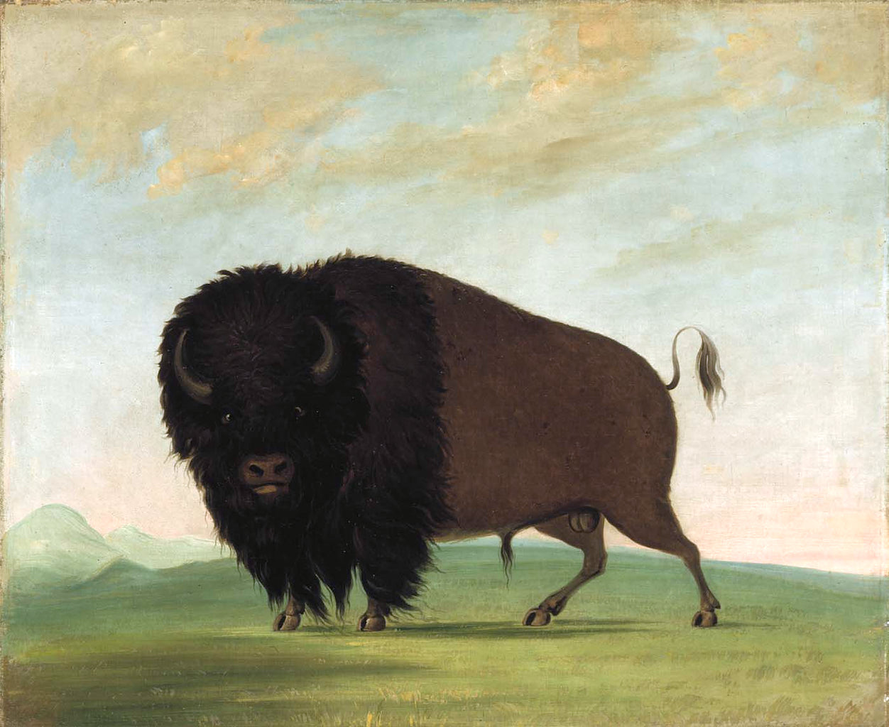 Buffalo Bull, Grazing on the Prairie, vintage artwork by George Catlin, A3 (16x12") Poster Print