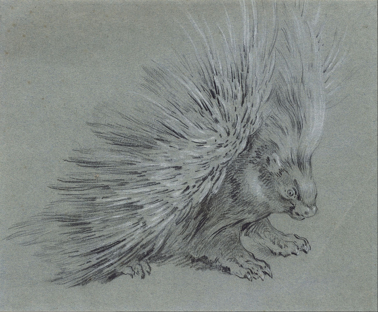 Porcupine, vintage artwork by Jean-Baptiste Oudry, 12x8" (A4) Poster