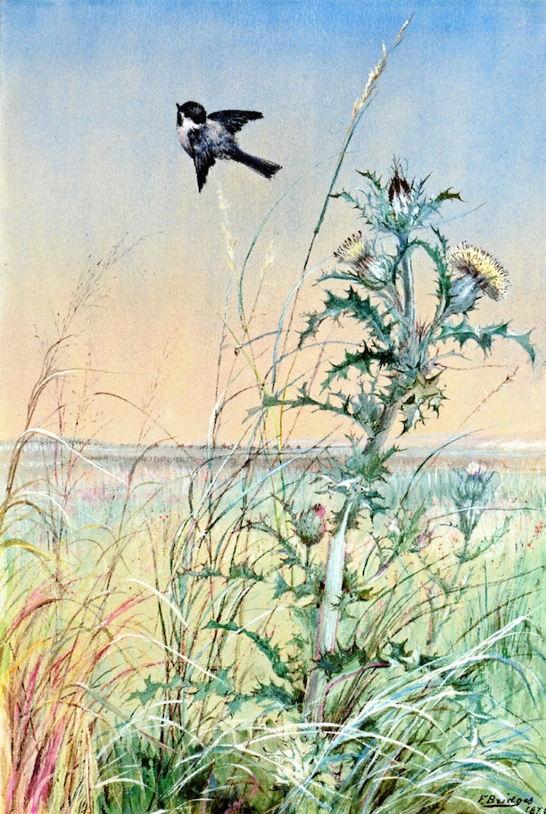 Chickadee and Thistle, vintage artwork by Fidelia Bridges, 12x8" (A4) Poster