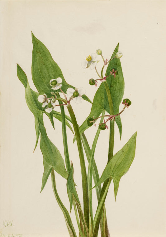 Arum Arrowhead (Sagittaria cuneata), vintage artwork by Mary Vaux Walcott, 12x8" (A4) Poster