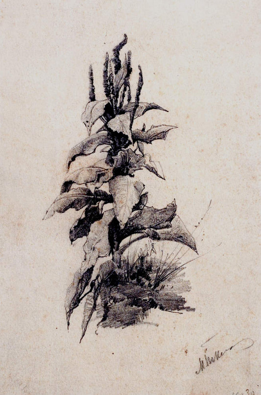 Amaranth, vintage artwork by Mikhail Tkachenko, 12x8" (A4) Poster