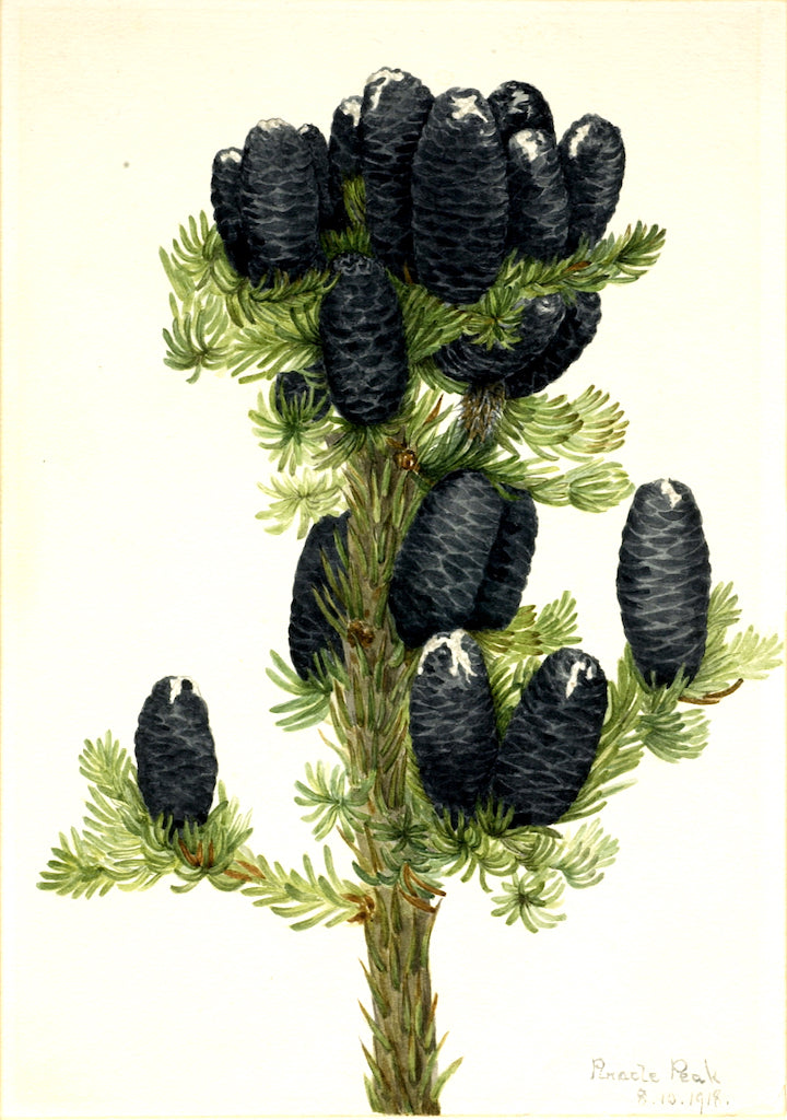 Alpine Fir (Abies lasiocarpa), vintage artwork by Mary Vaux Walcott, 12x8" (A4) Poster