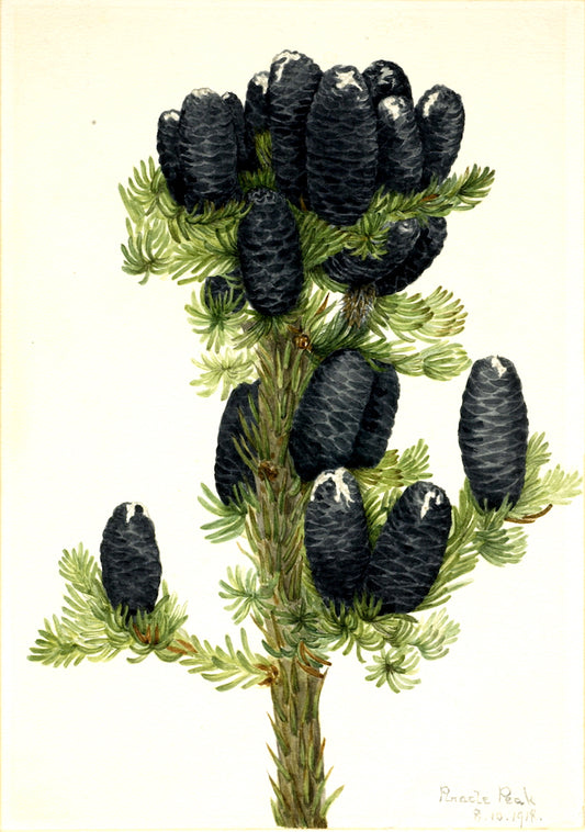 Alpine Fir (Abies lasiocarpa), vintage artwork by Mary Vaux Walcott, 12x8" (A4) Poster