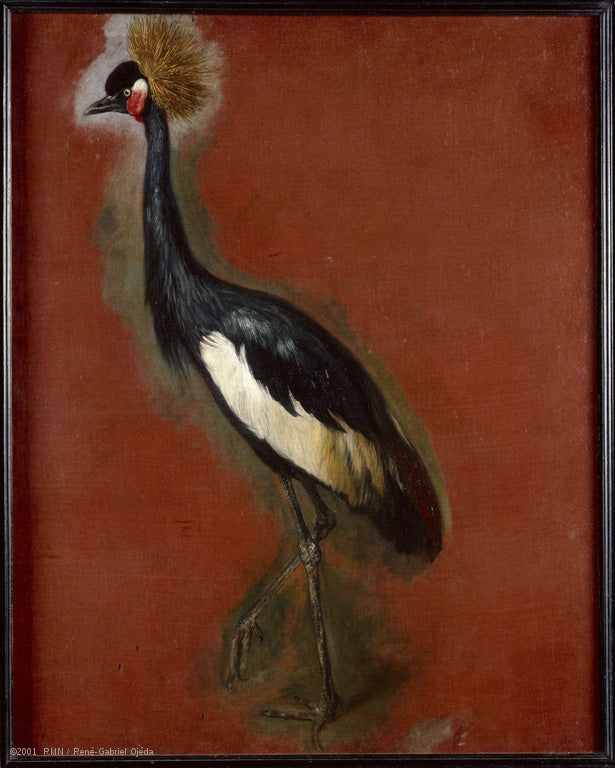 Study of a Crowned Crane, vintage artwork by Pieter Boel, 12x8" (A4) Poster
