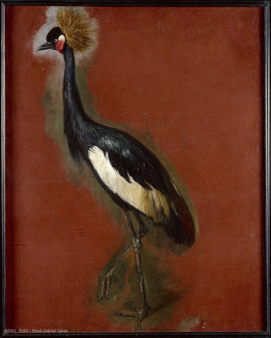 Study of a Crowned Crane, vintage artwork by Pieter Boel, 12x8" (A4) Poster