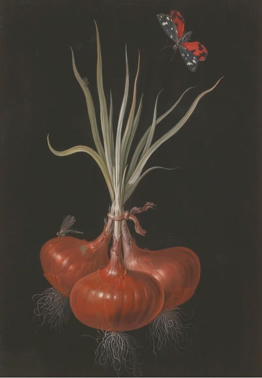 Onion, vintage artwork by Barbara Regina  Dietzsch, 12x8" (A4) Poster