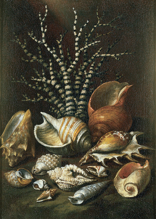 Coral and Shells, vintage artwork by Paolo Porpora, 12x8" (A4) Poster