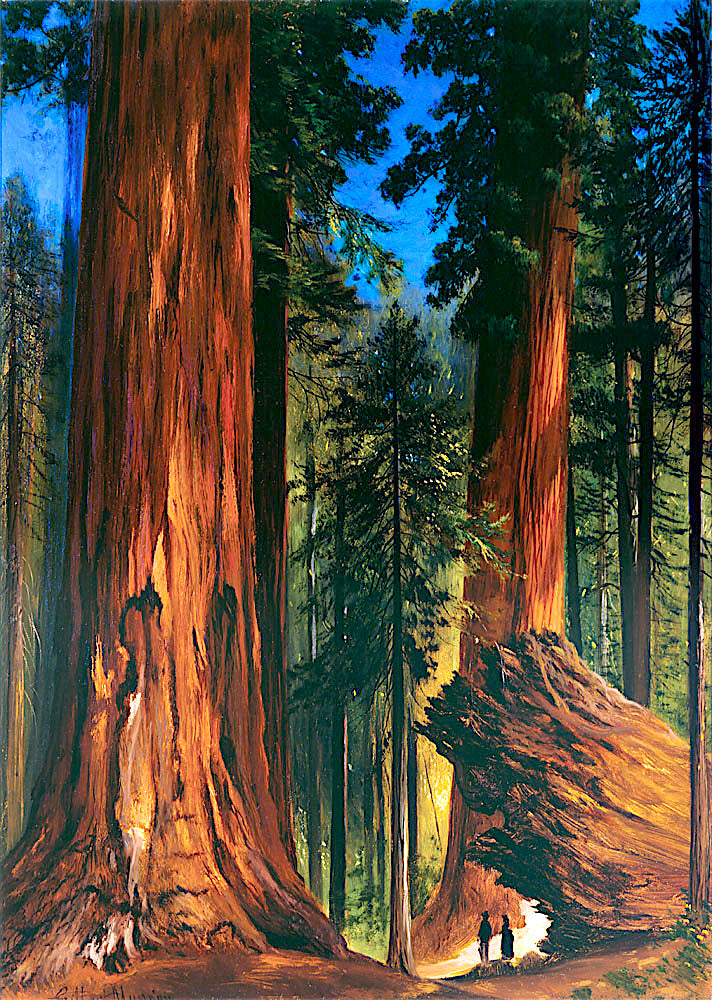 Redwood Forest, vintage artwork by Gilbert Munger, 12x8" (A4) Poster