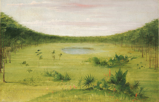 Beautiful Savannah in the Pine Woods of Florida, vintage artwork by George Catlin, A3 (16x12") Poster Print