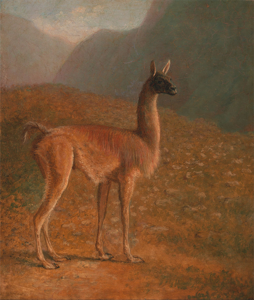 Guanaco, vintage artwork by Jacques-Laurent Agasse, 12x8" (A4) Poster