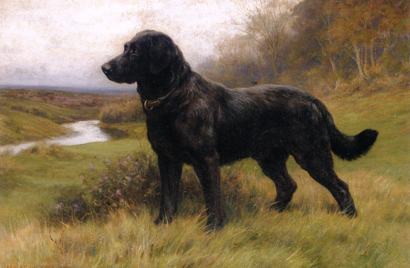 On Alert, A Black Labrador, vintage artwork by Herbert Thomas Dicksee, 12x8" (A4) Poster