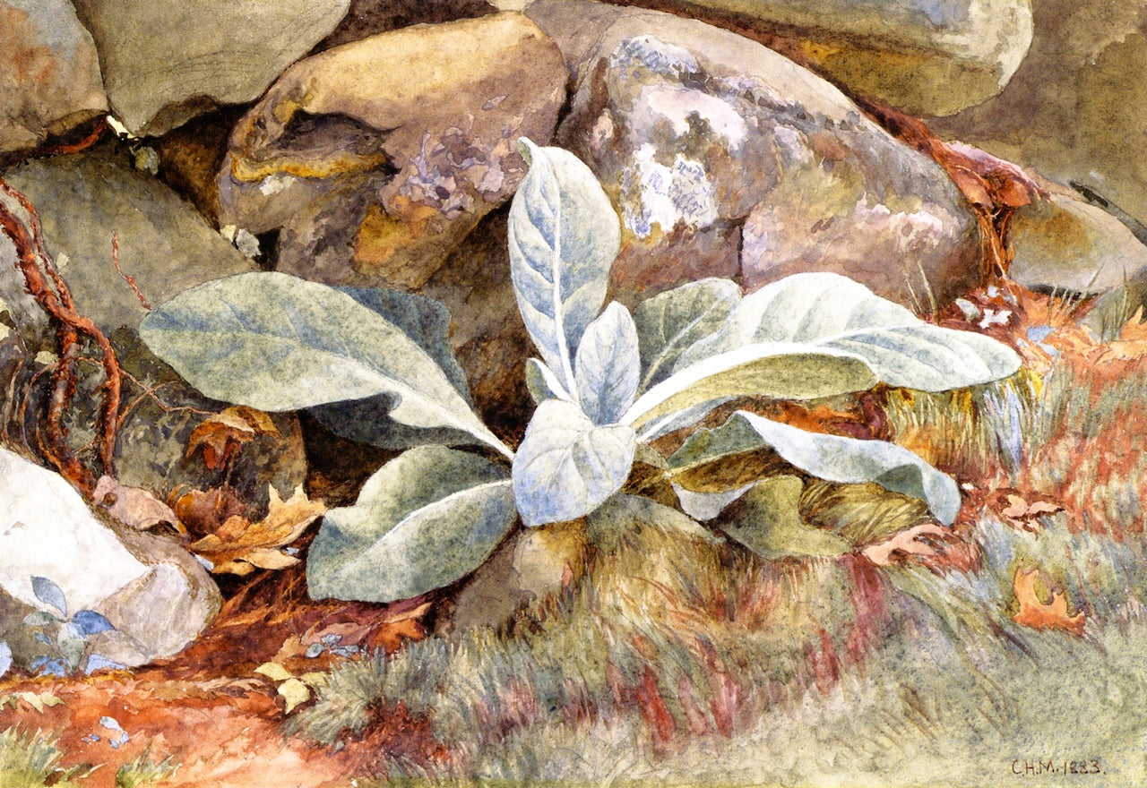 Mullen and Rocks, vintage artwork by Charles Herbert Moore, 12x8" (A4) Poster