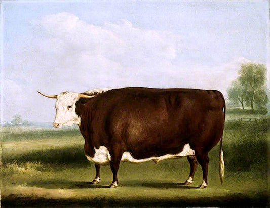 Hereford Bull, vintage artwork by William Henry Davis, 12x8" (A4) Poster