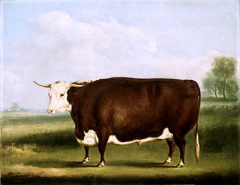 Hereford Bull, vintage artwork by William Henry Davis, 12x8" (A4) Poster
