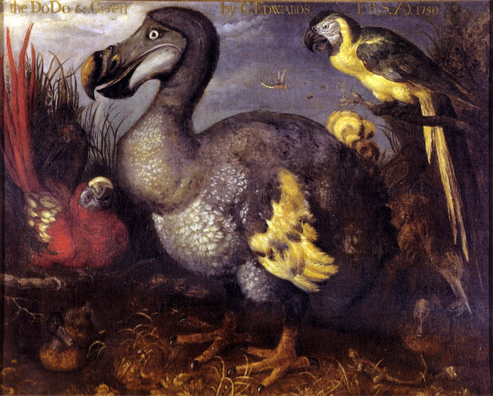 Edward's Dodo, vintage artwork by Roelant Savery, A3 (16x12