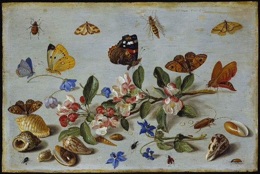 Butterflies and other insects, vintage artwork by Jan van Kessel the Elder, 12x8" (A4) Poster