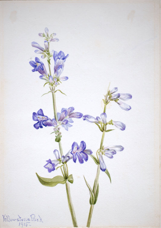 Blue Beard-Tongue (Pentstemon), vintage artwork by Mary Vaux Walcott, 12x8" (A4) Poster